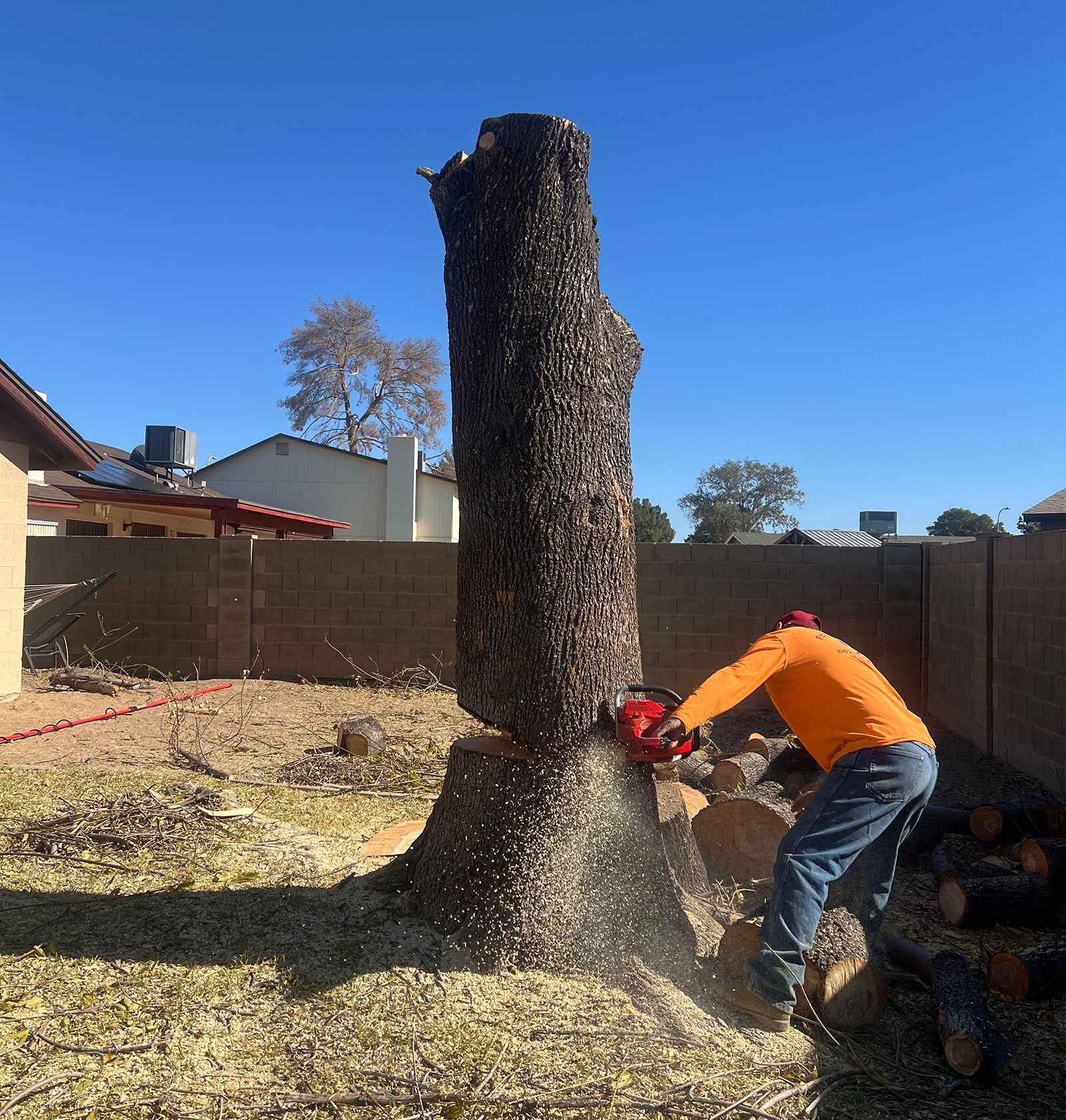Worker in orange shirt cutting a tall tree stump in a backyard with a chainsaw.