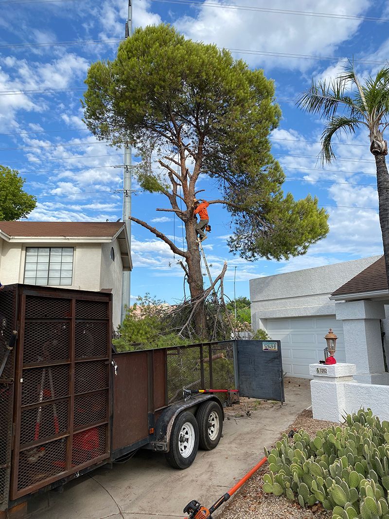 A tree being cut down on a trailer in front of a house.