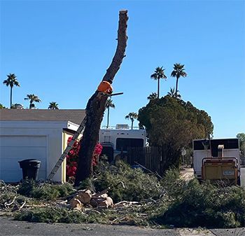 Man in orange cutting a tall tree with a chainsaw. Debris on ground, house and palms in the background.