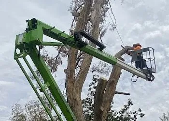 Worker in a green cherry picker cutting branches from a tall tree.