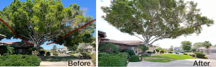 Tree Trimming & Pruning | Phoenix, AZ | Roy’s Trees