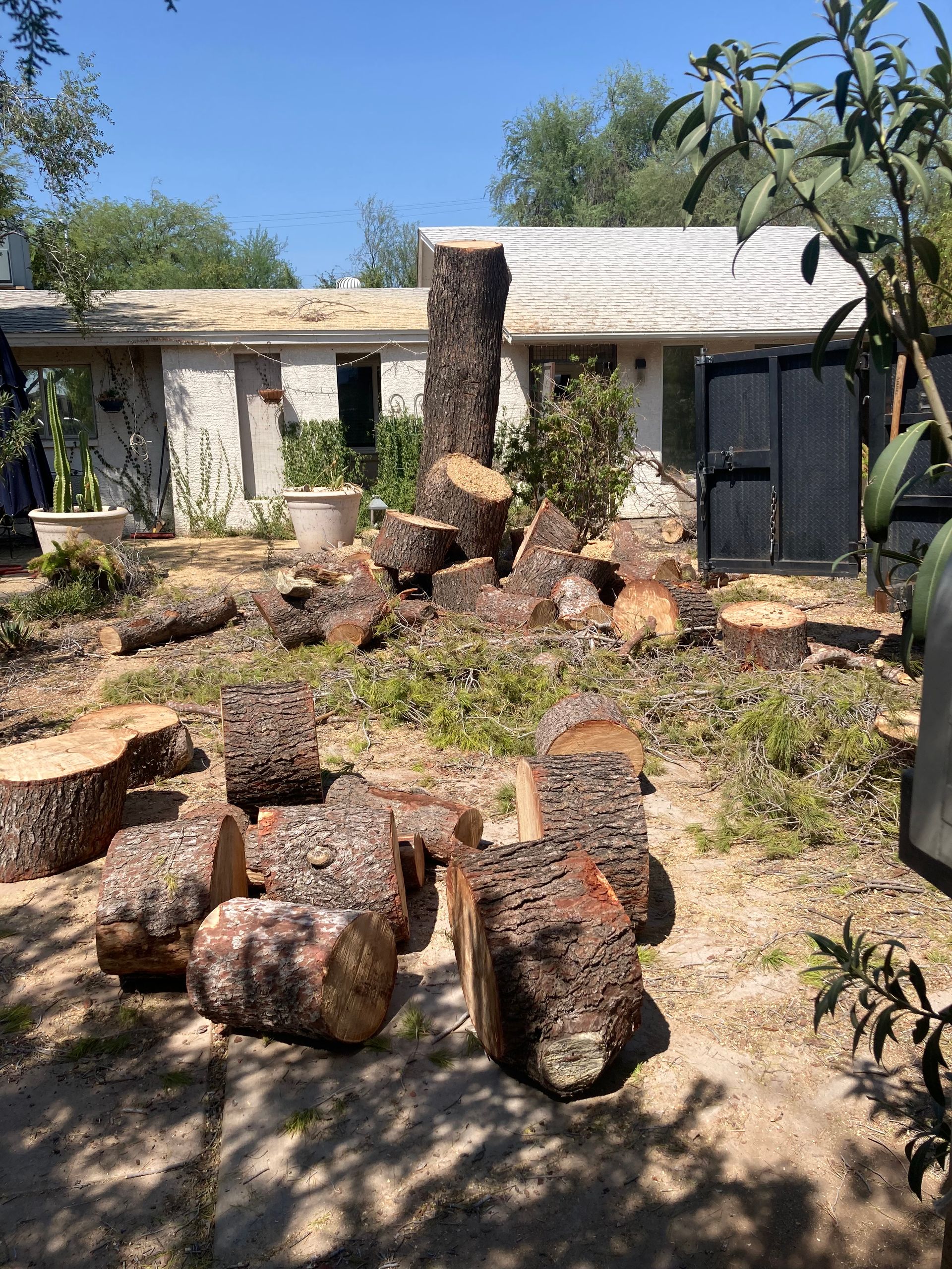 Roy Tree Gallery | Roy’s Trees | Phoenix, AZ