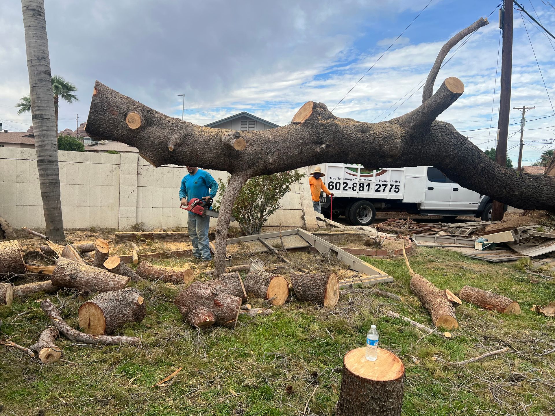 Roy Tree Gallery | Roy’s Trees | Phoenix, AZ
