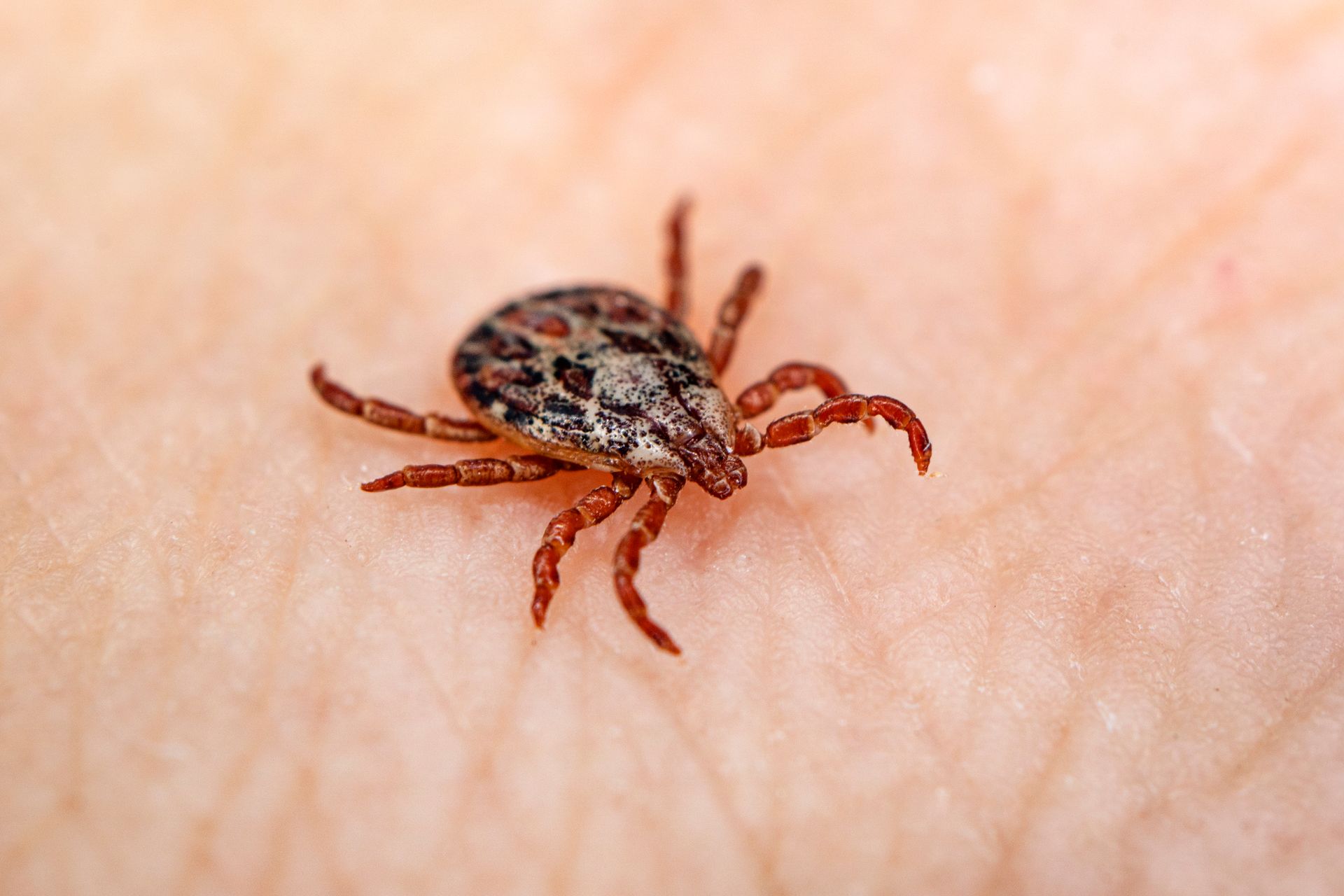 Close-up of a small tick on human skin, showing its patterned shell and red legs
