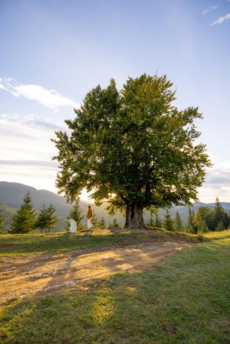 Sunlit tree on a grassy hill at sunrise, with mountains and a cloudy sky in the background