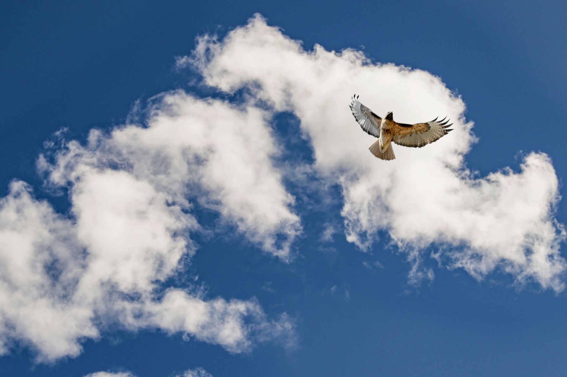 Bird soaring beside white clouds in a blue sky