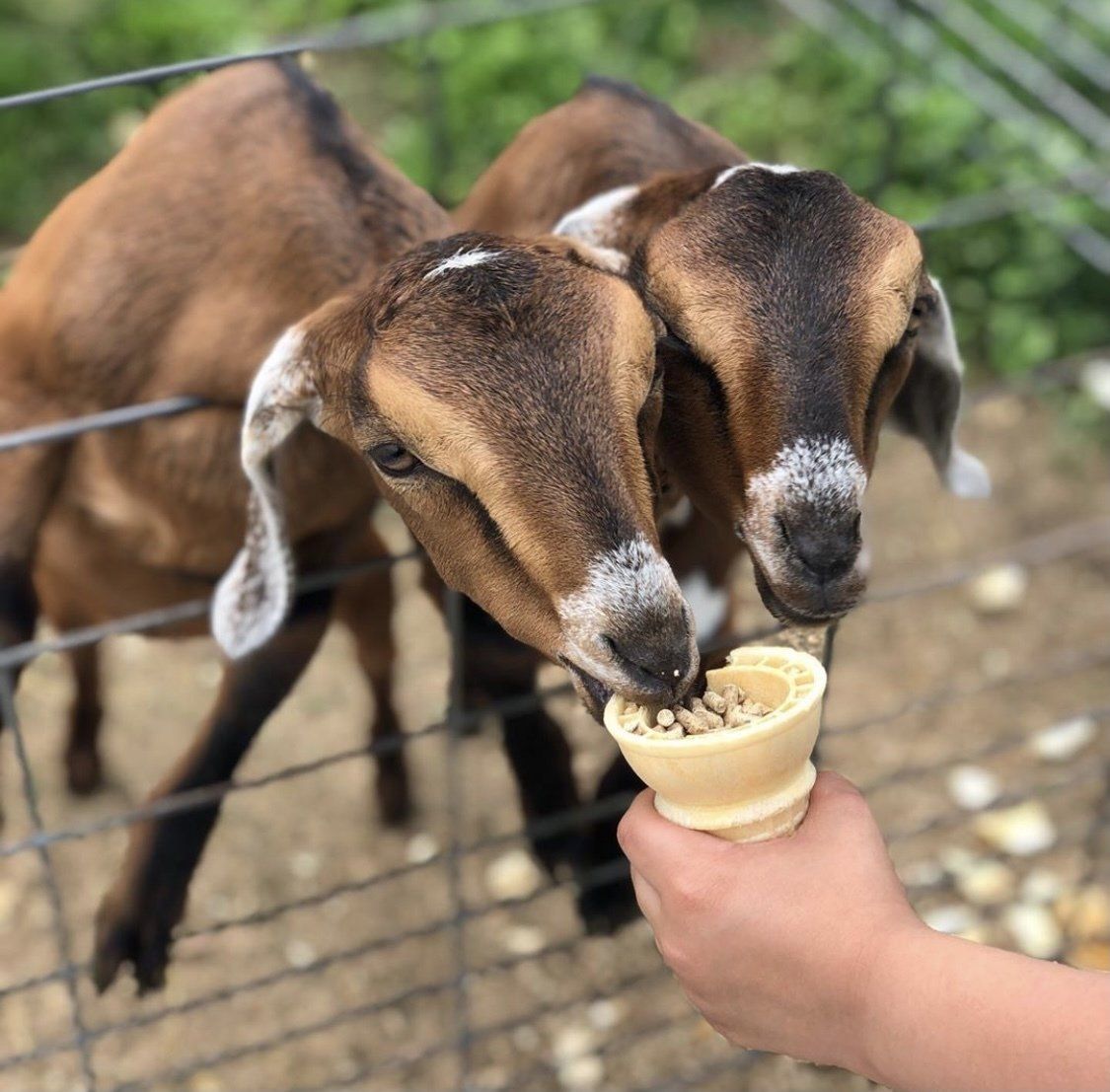 Two brown goats reaching through a wire fence to eat grain from an ice cream cone held by a person's hand.