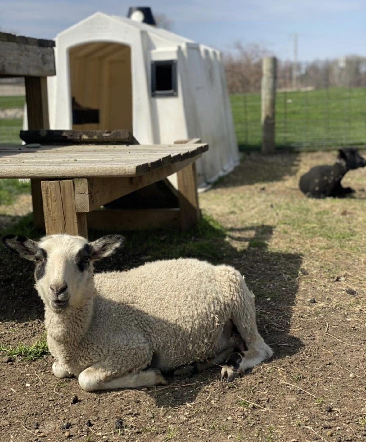 A white lamb with dark facial markings rests on the ground in a farmyard near a wooden structure and a small plastic shed.