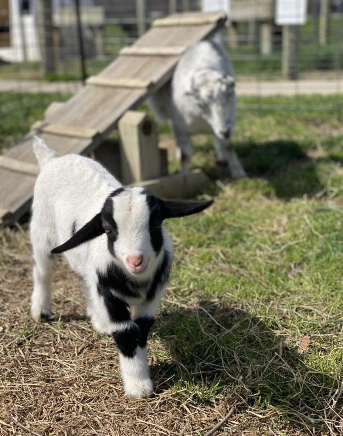 A black and white baby goat stands in a grassy field in front of a wooden ramp, with an adult goat in the background.