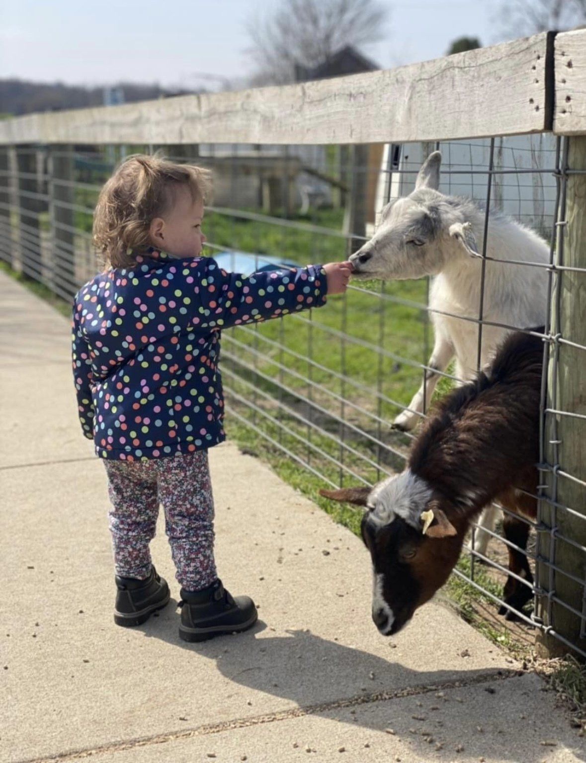 A toddler wearing a polka-dot jacket feeds two goats through a wire fence at a farm.