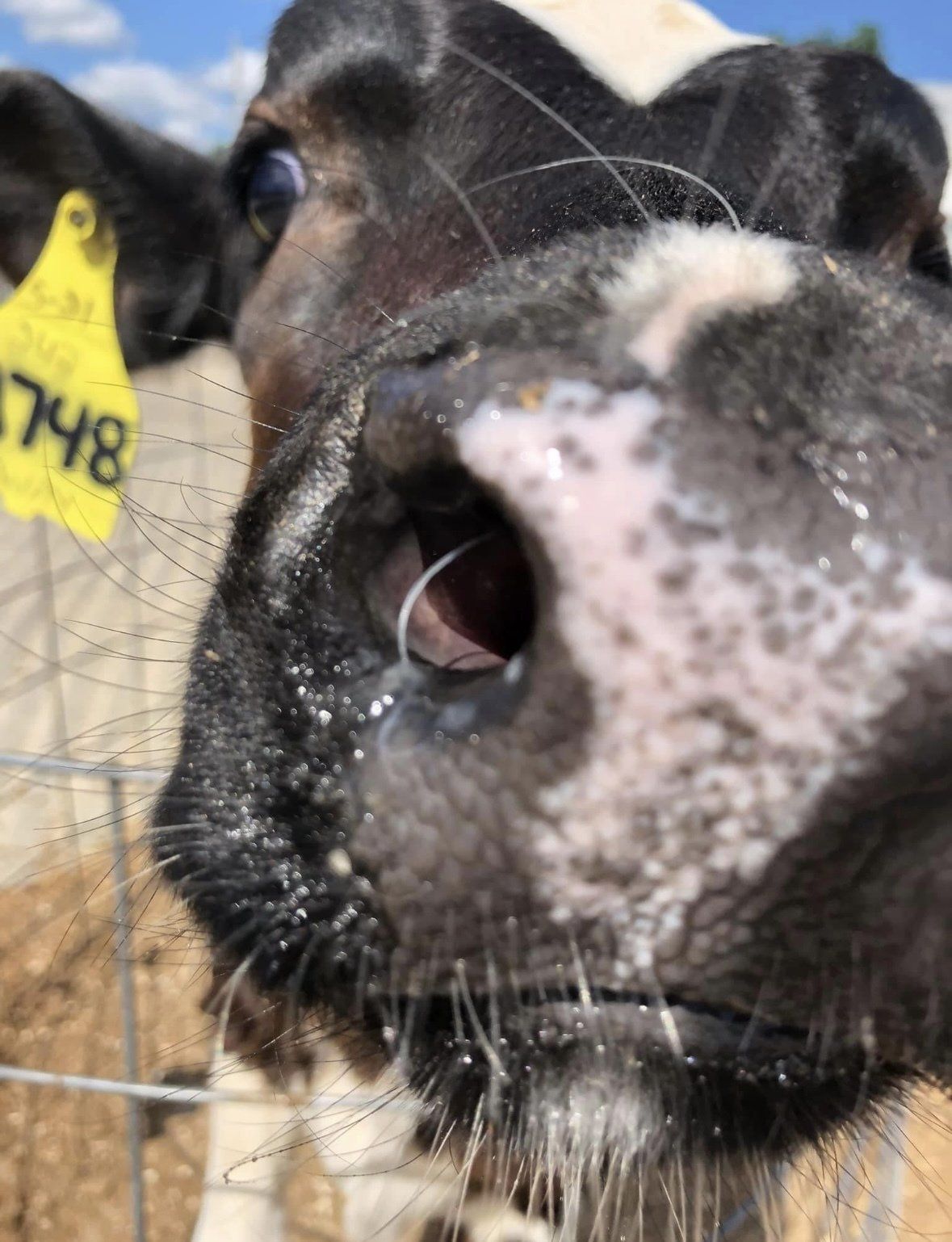 A close-up of a cow with a black and white nose and a yellow ear tag numbered 1748, looking directly at the camera.