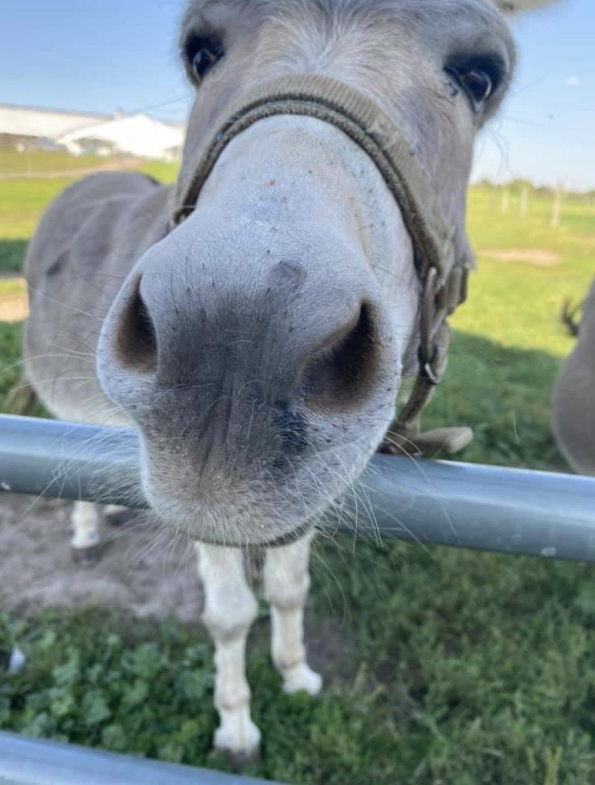 A gray donkey with a halter reaches its nose over a metal gate in a grassy field.