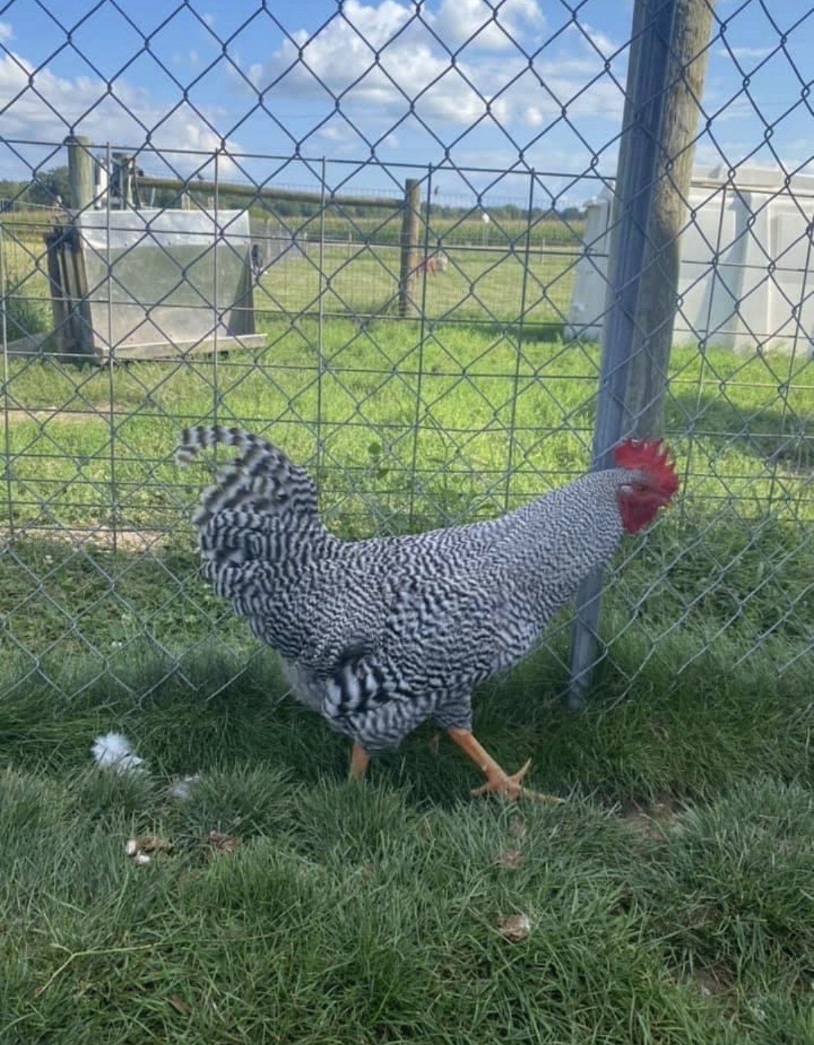 A barred Plymouth Rock rooster walks through grass near a chain-link fence on a sunny day.