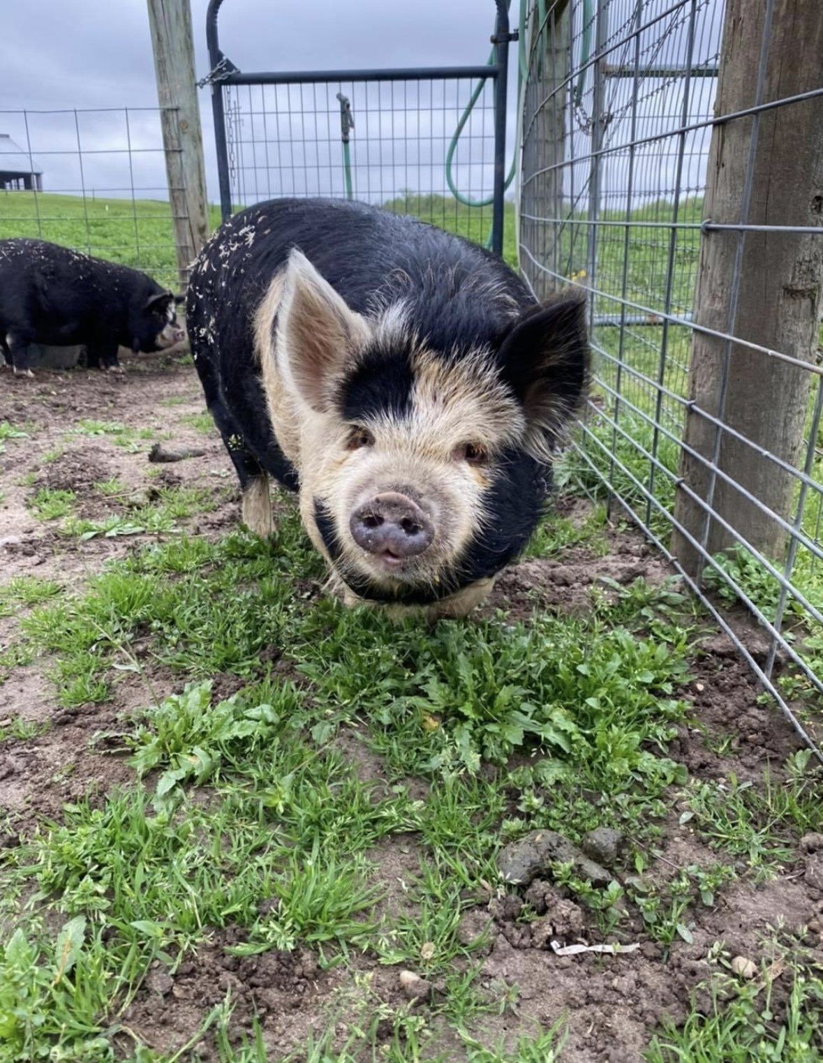 A black and white pig stands on grass next to a wire fence, with another dark pig visible in the background.