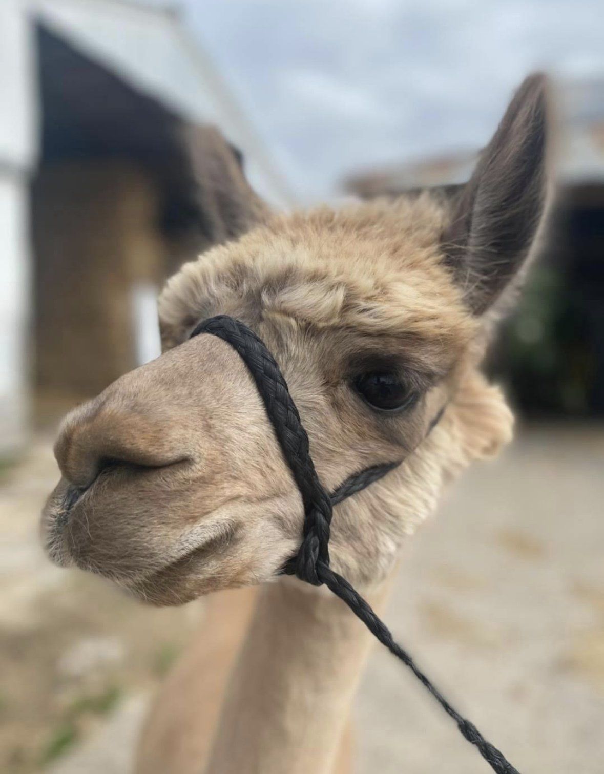 A close-up of a light brown alpaca wearing a black braided halter, looking toward the camera outdoors.