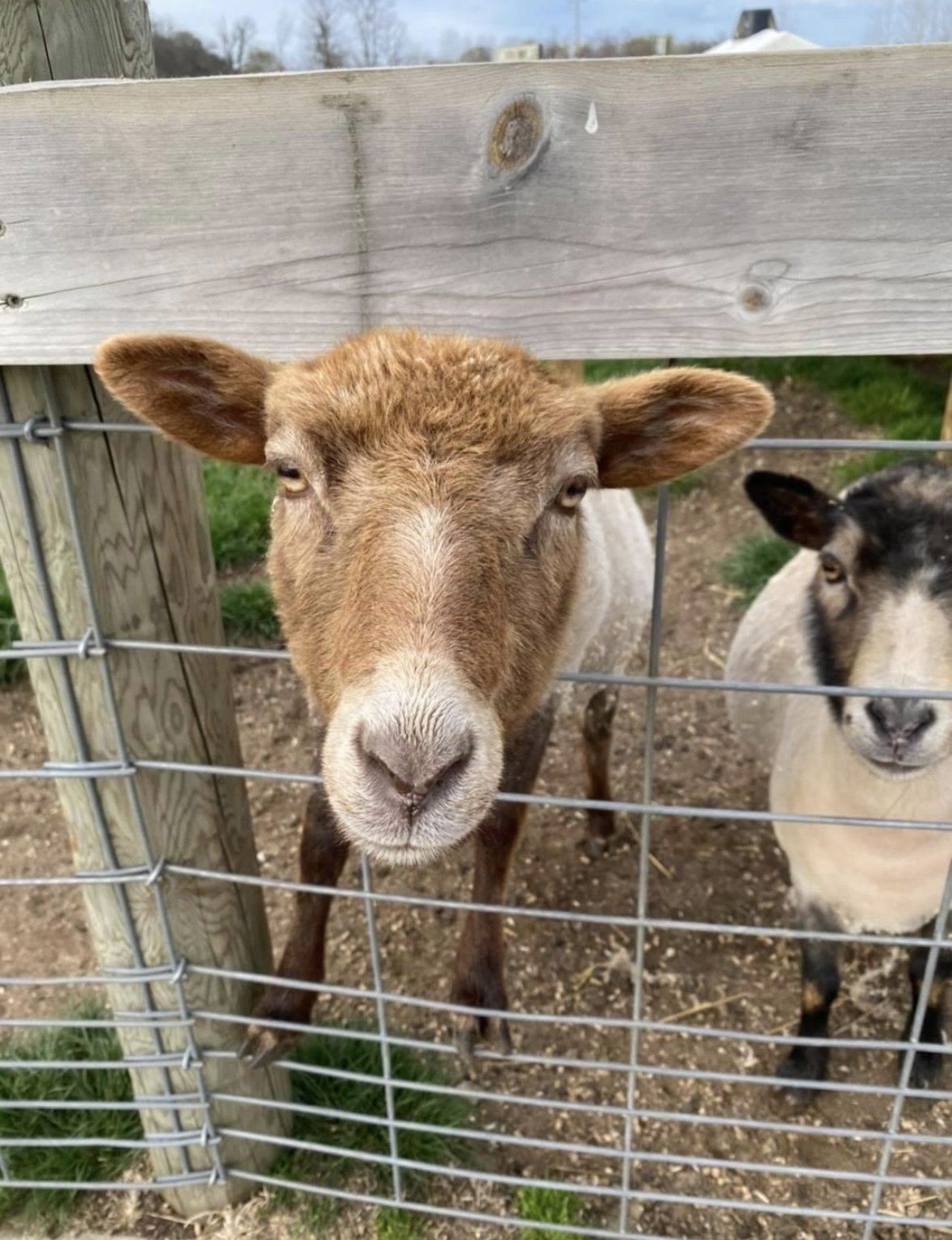 A close-up of a tan sheep looking at the camera through a wire fence, with another sheep partially visible beside it.