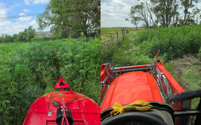 Orange tractor with a front-end loader in tall, dry grass and corn stalks, outdoors in daylight.