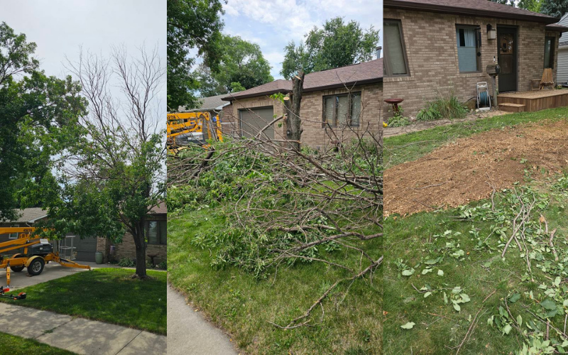 Tree removal: a dying tree being cut down near a house. Branches and stump are visible.
