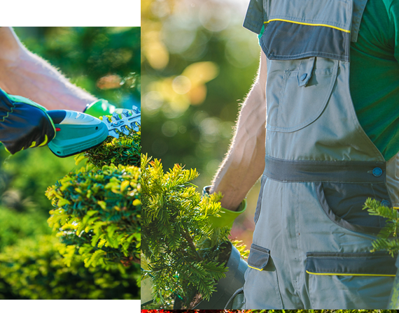 spring time plants planting caucasian gardener