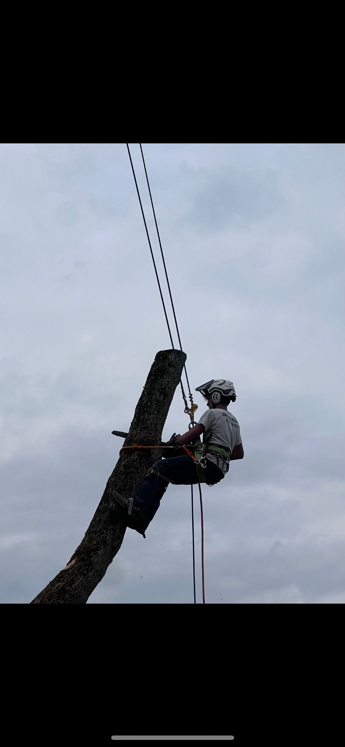 Gallery | A&R Woodpeckers Tree Service | Warren, PA