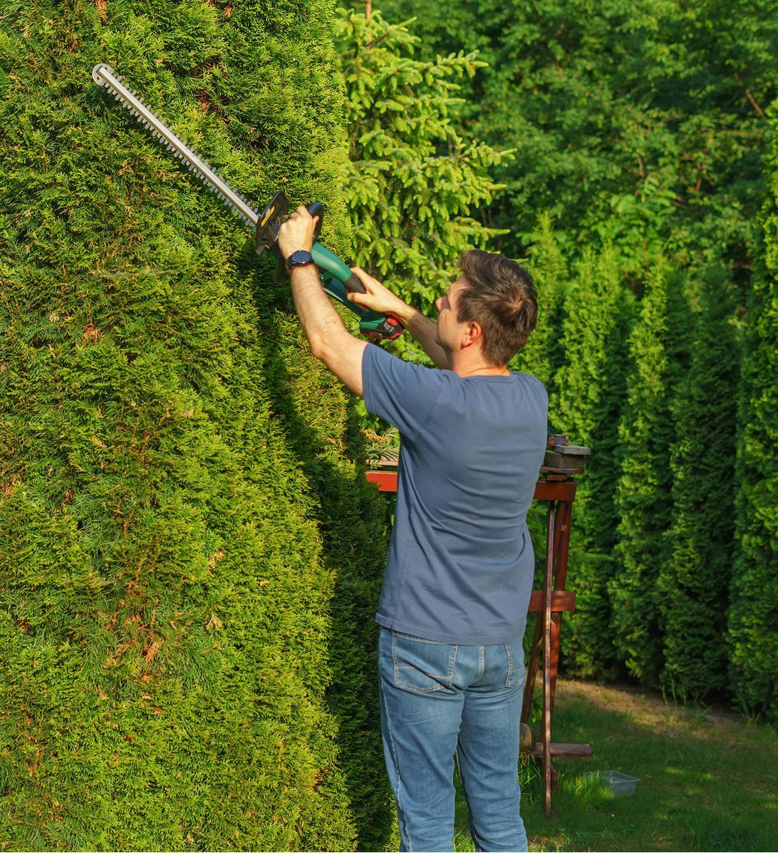 A man is cutting a hedge with a hedge trimmer