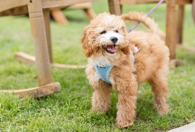 Small fluffy tan dog wearing a blue harness standing on grass, smiling outdoors near wooden benches