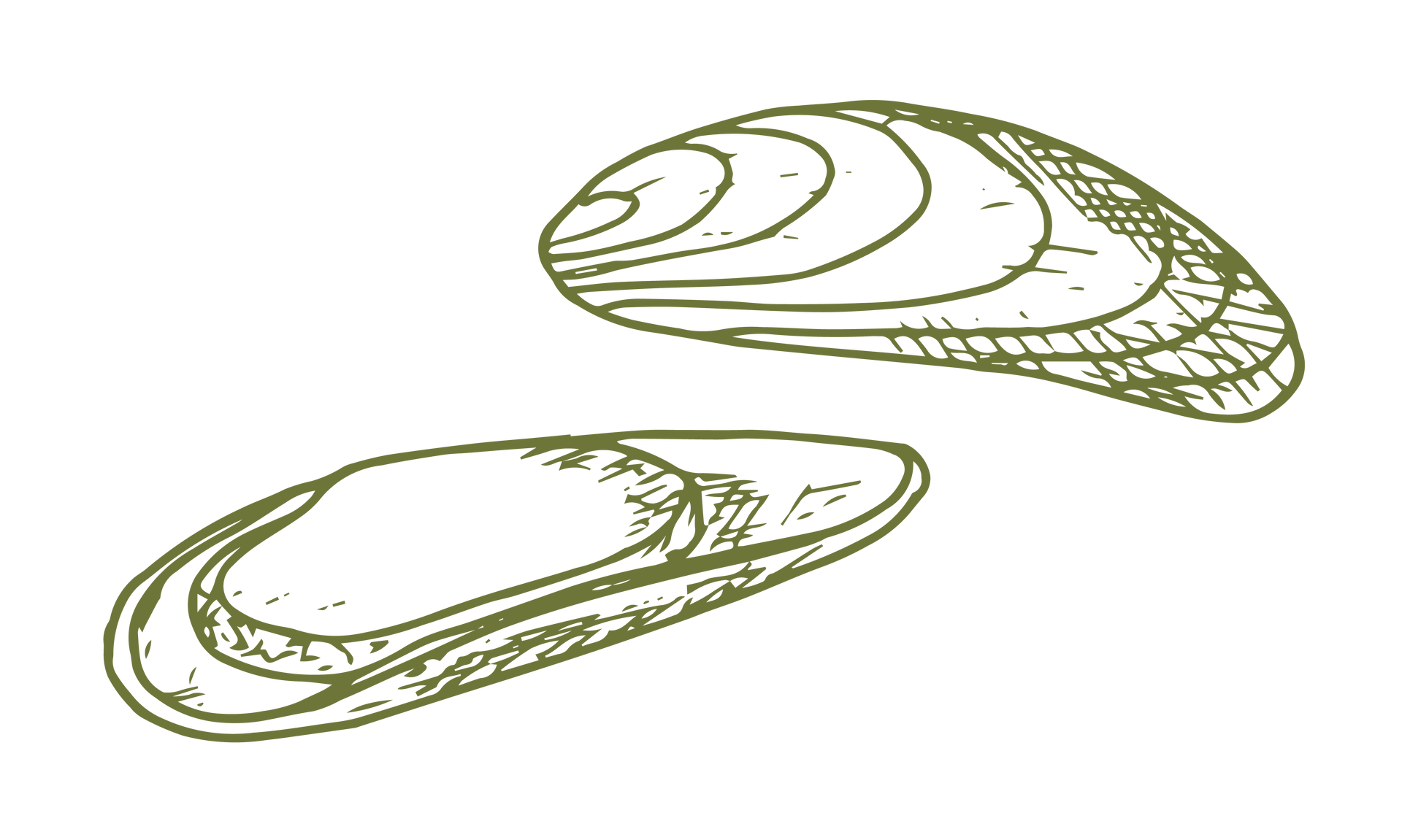 Two open mussel shells, outlined in green, against a white background.