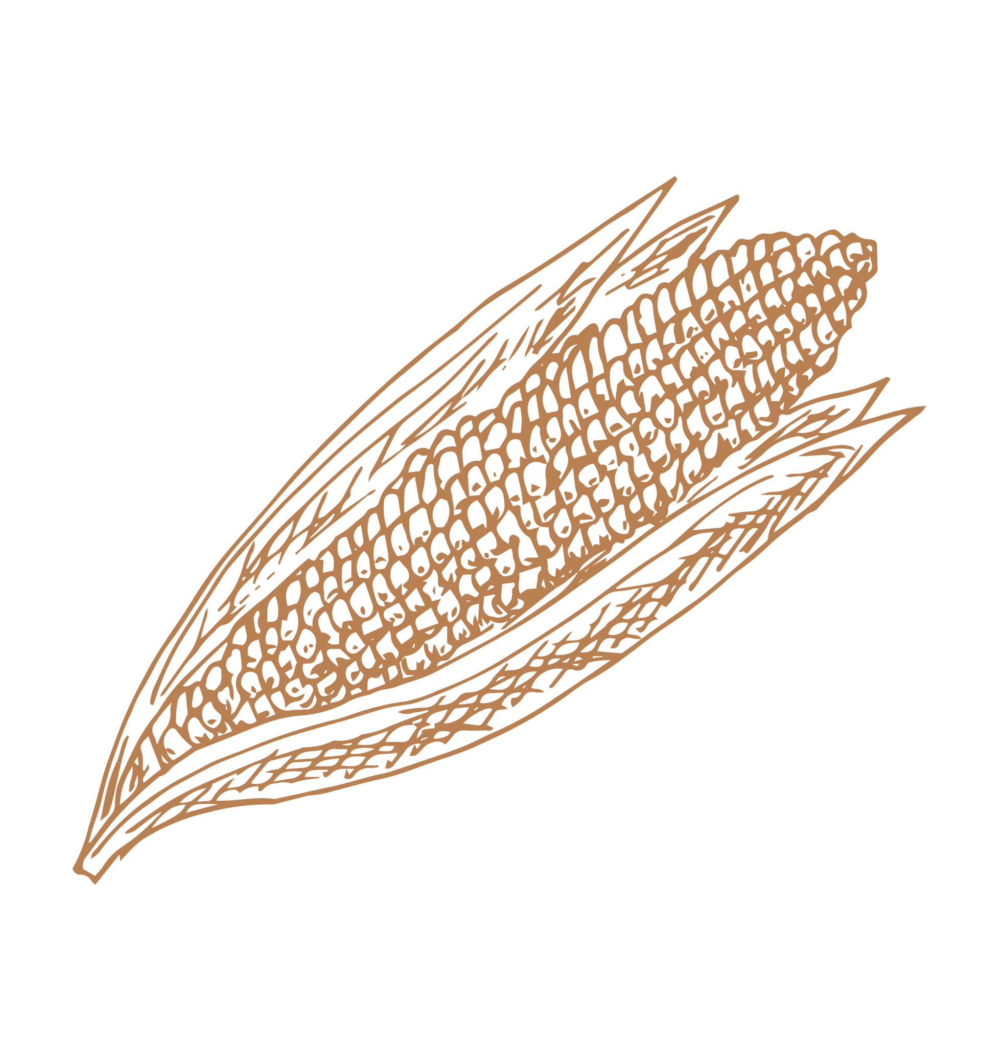 Ear of corn, brown line drawing, partially husked.