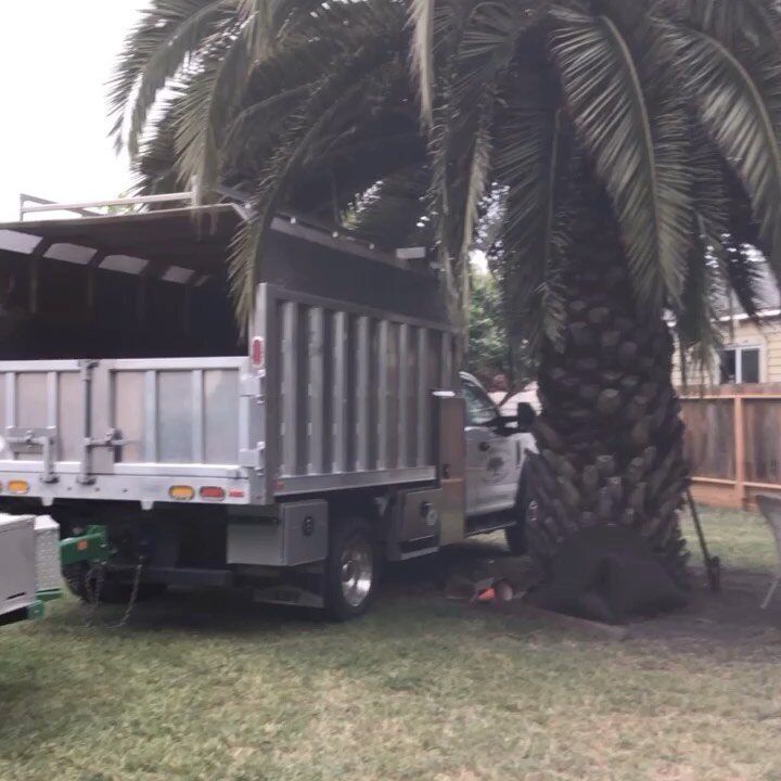Dump truck parked under a large palm tree in a grassy yard; a person works near the base.