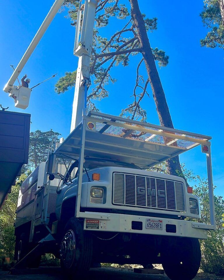 Tree service truck with lift arm trimming a tall pine tree against a blue sky.
