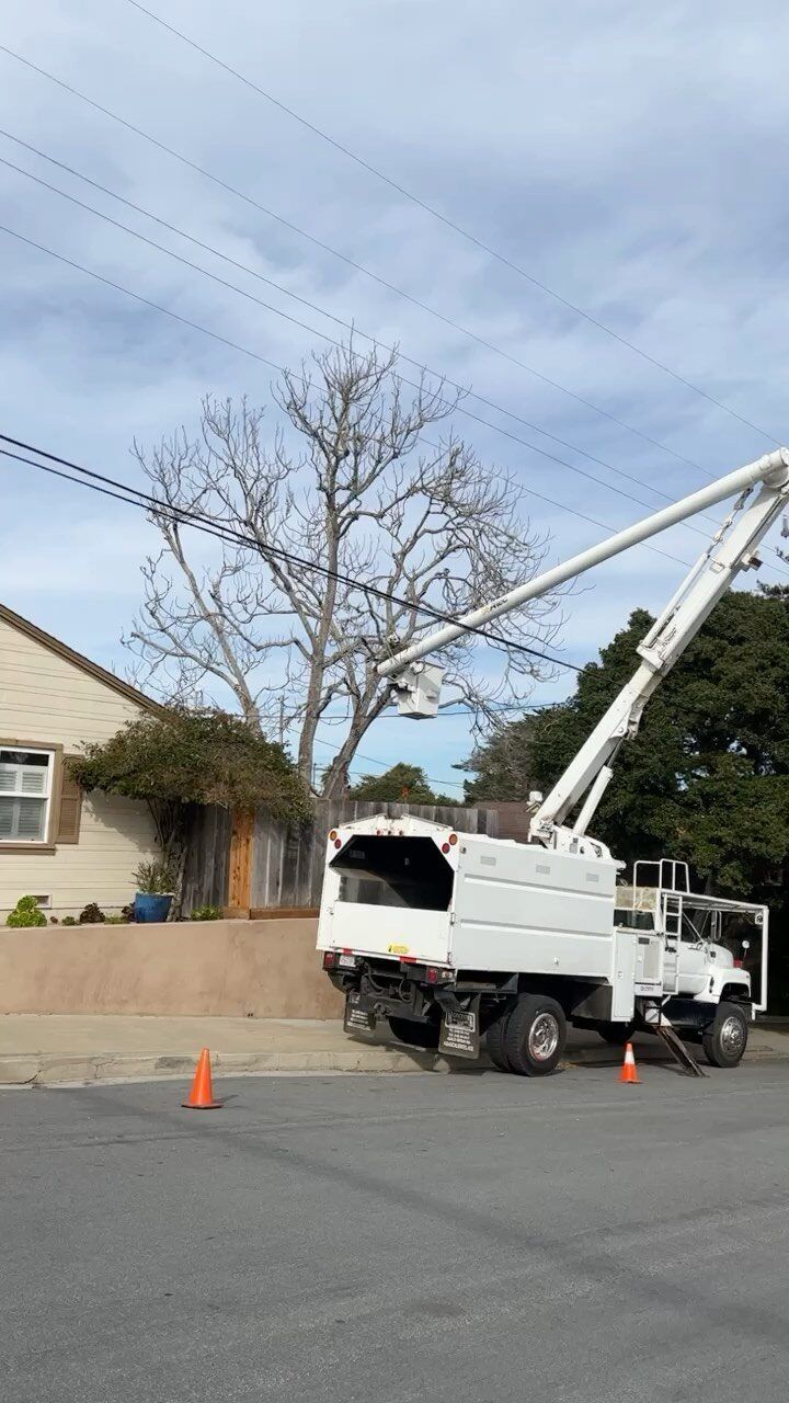Tree trimming truck with extended arm near power lines and a tree.