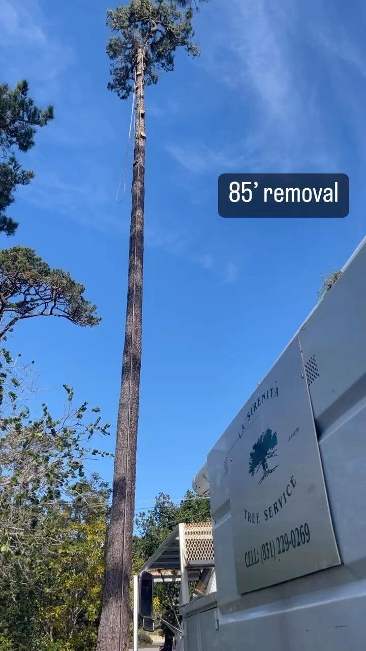 Tall tree being removed, blue sky. Sign says