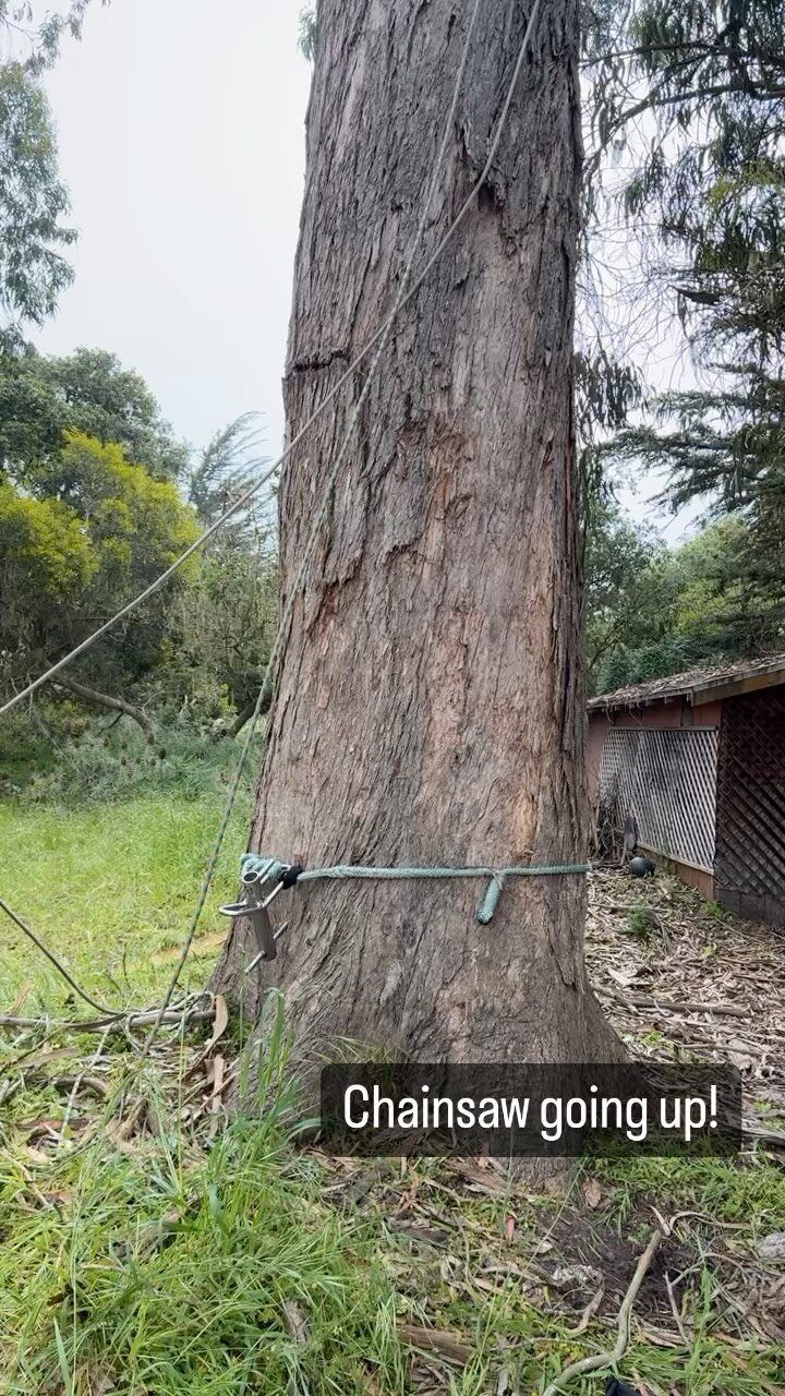 A large tree trunk with a rope wrapped around it. Chainsaw is being raised to cut it down outdoors.