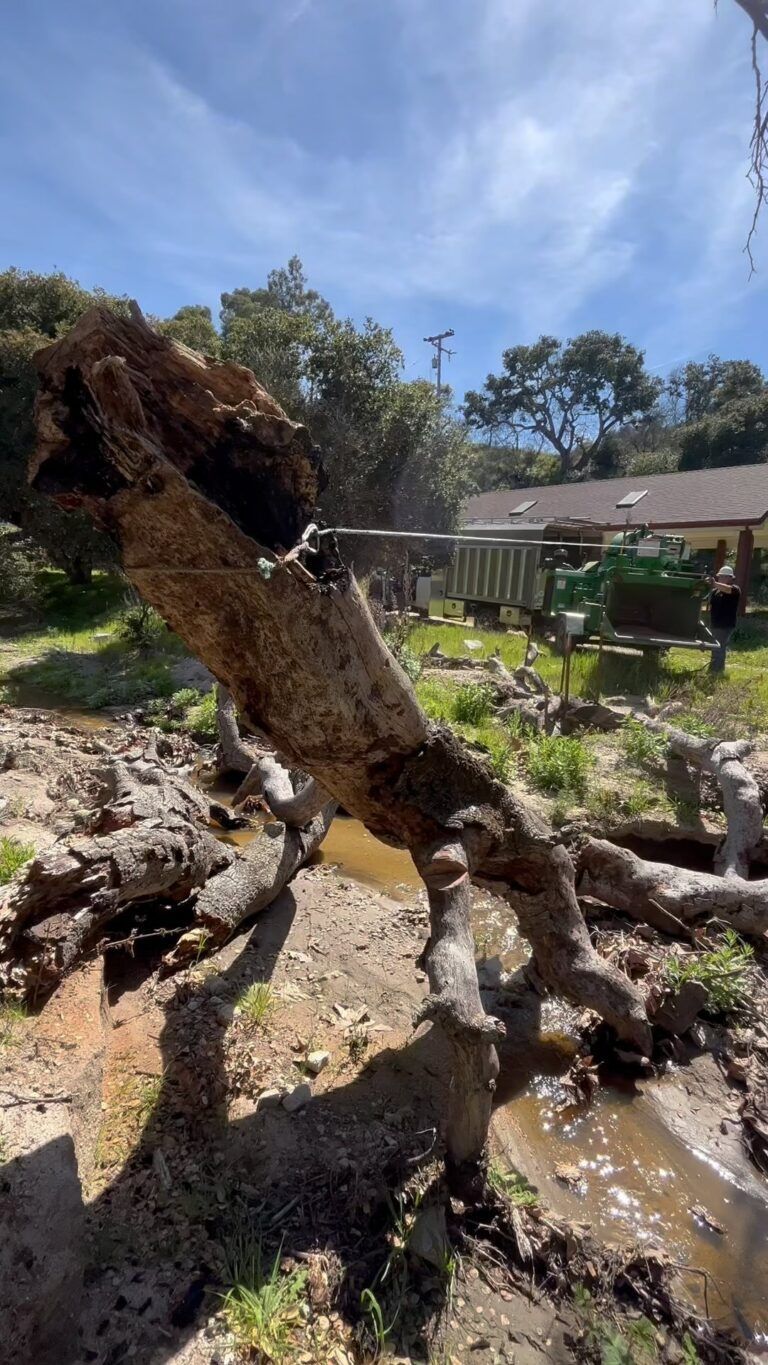 Fallen tree trunk over a small stream in a sunny, outdoor setting.
