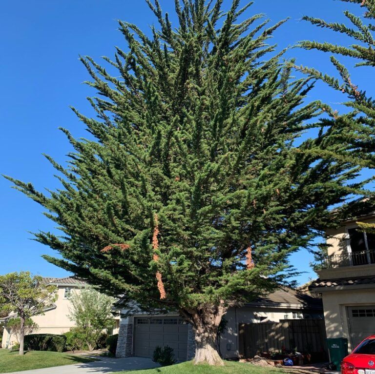 Large Monterey cypress tree in front of a house with a blue sky background.