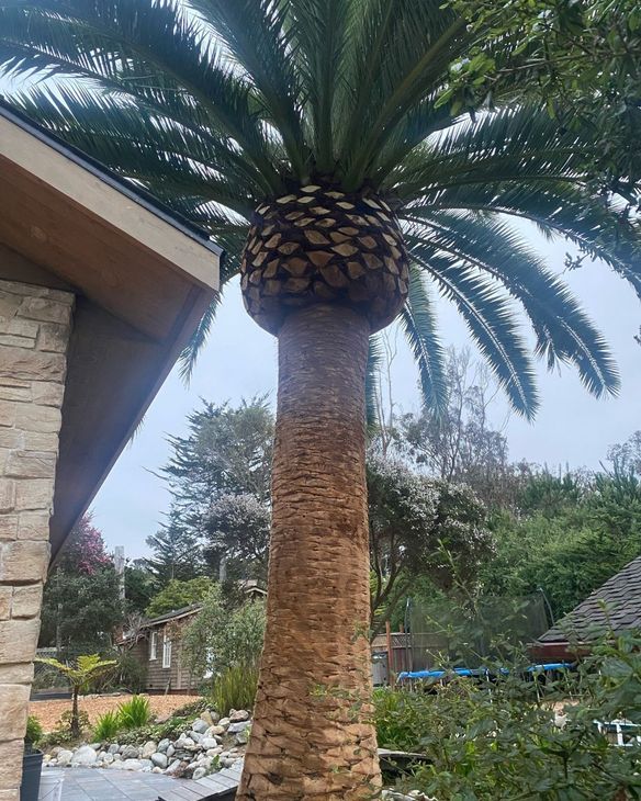 Tall palm tree with a thick trunk, topped with green fronds, next to a building. Green truck with chipper,