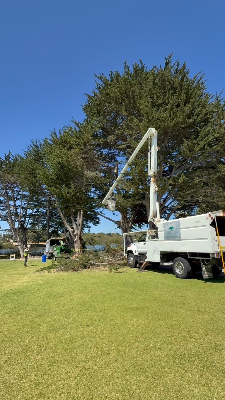 Tree trimming truck with a crane lifting branches beside a grassy park under a blue sky