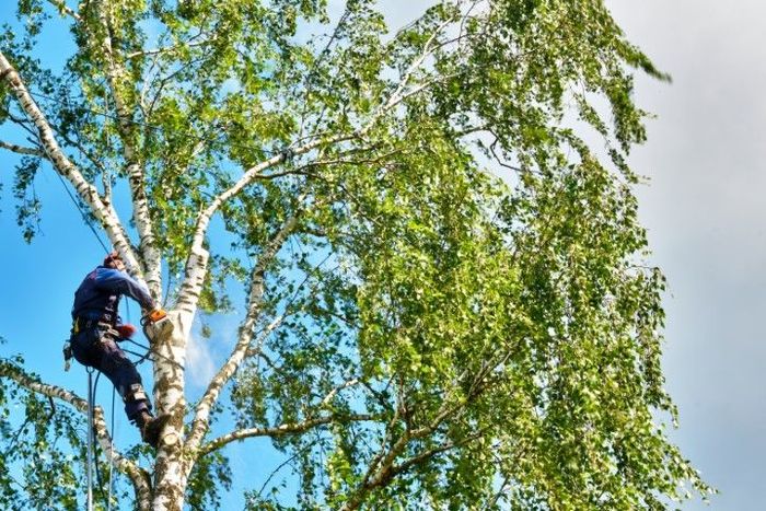 An image of Tree Removal in Kyle, TX