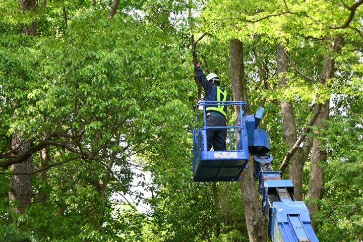 An image of Tree Removal in Kyle, TX