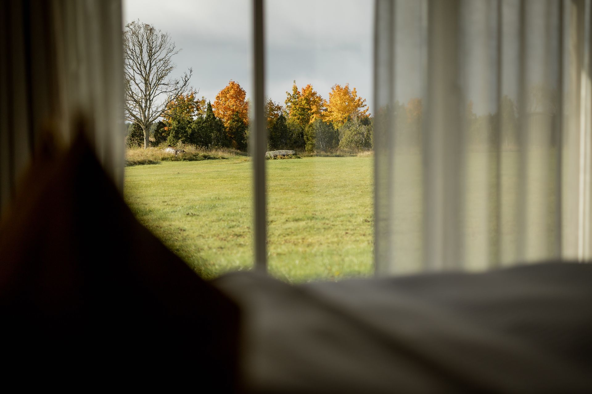 View of autumn trees and green field framed by a window and sheer curtains; a bed corner in the foreground.