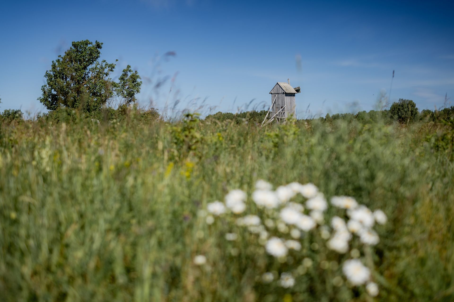 Wooden structure amidst tall grass in a field under a bright blue sky.