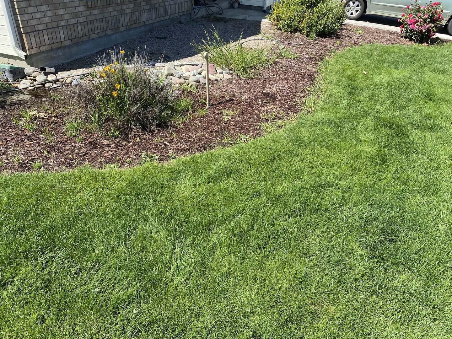 Curved garden bed with mulched shrubs beside a green lawn and stone house exterior