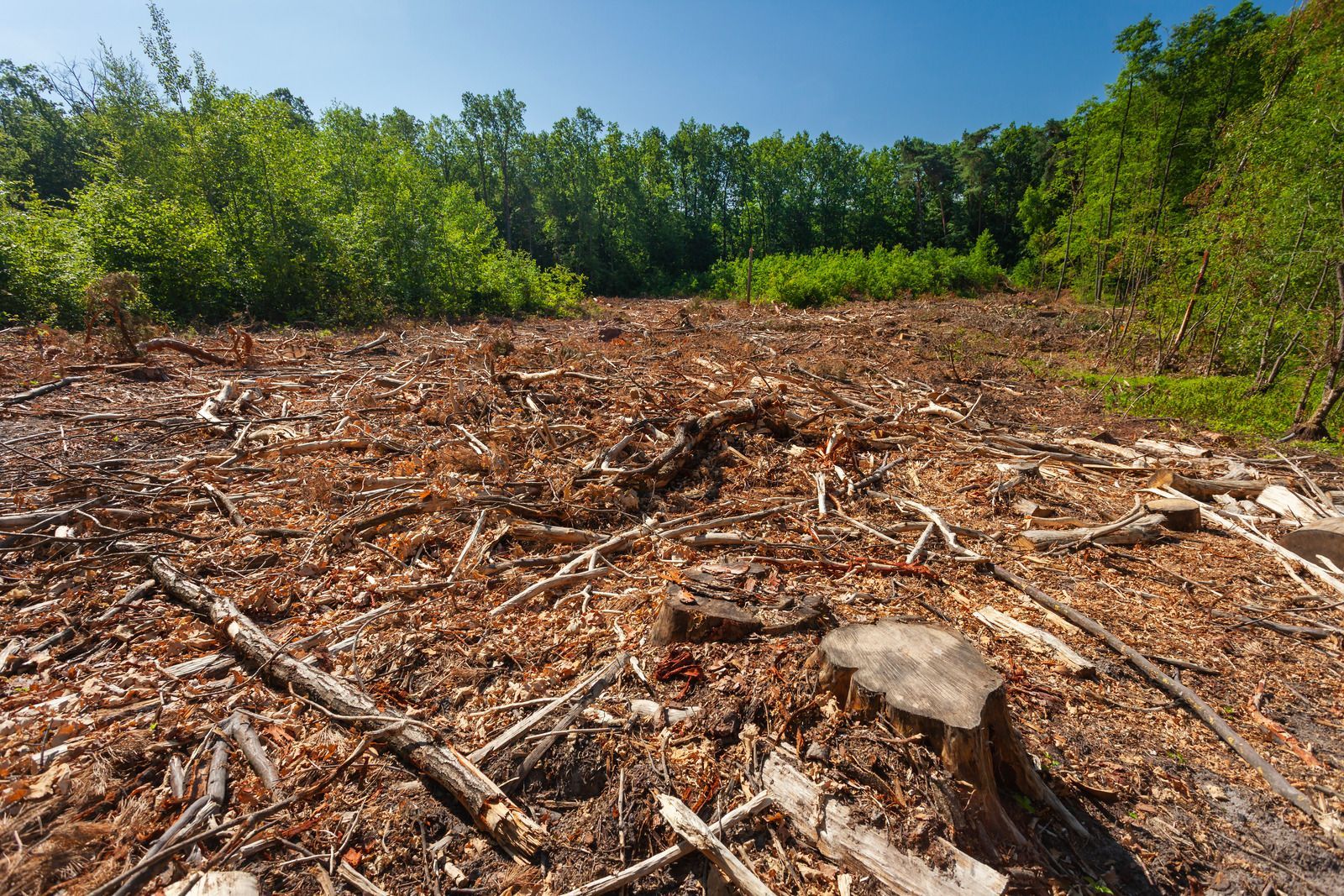 Cleared forest area with fallen logs and debris under a bright blue sky, bordered by green trees