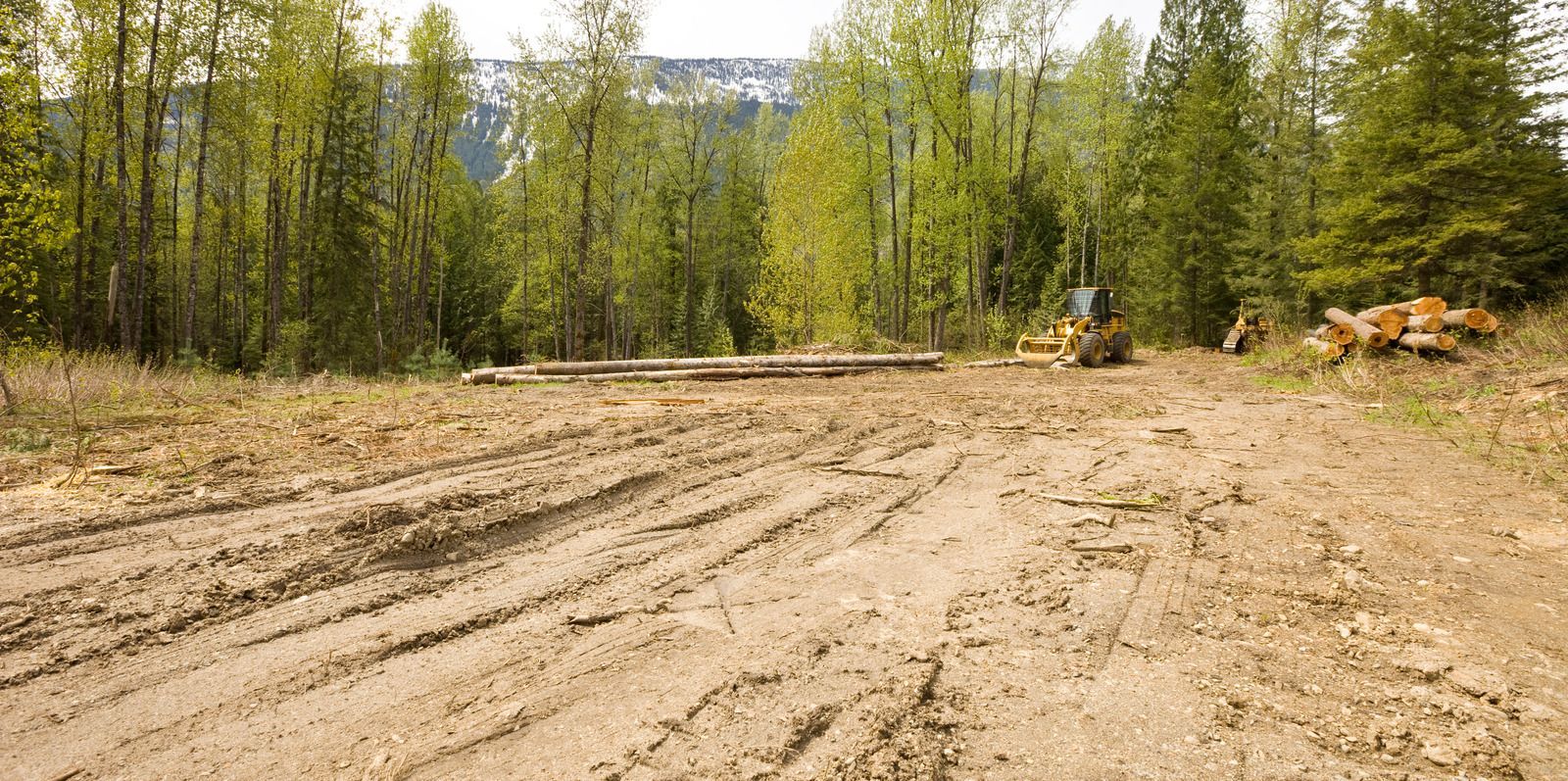Cleared dirt road at the edge of a forest with a small excavator and logs on the right