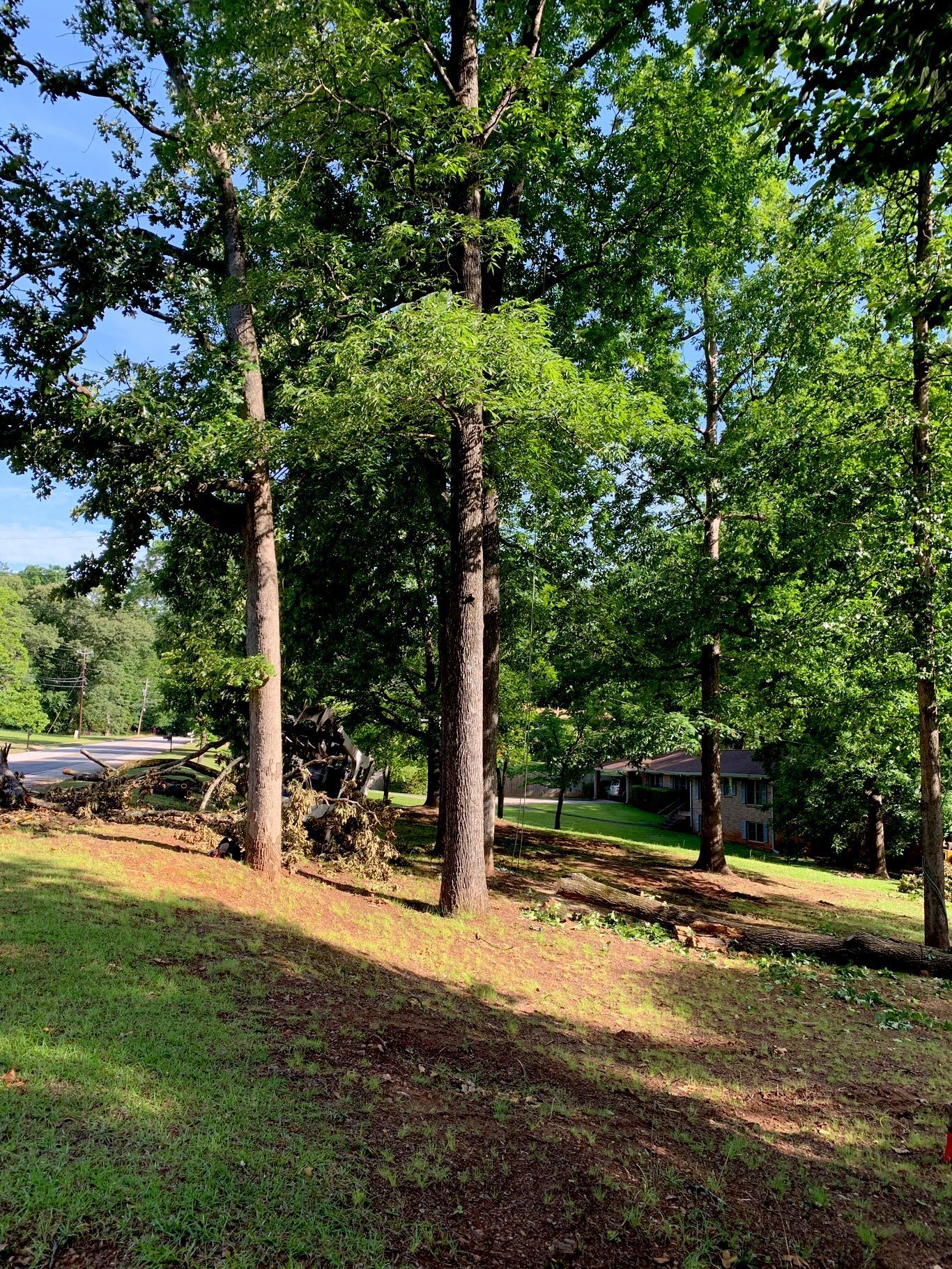 Trees in a yard with grass and partial sunlight, with a house visible in the background.