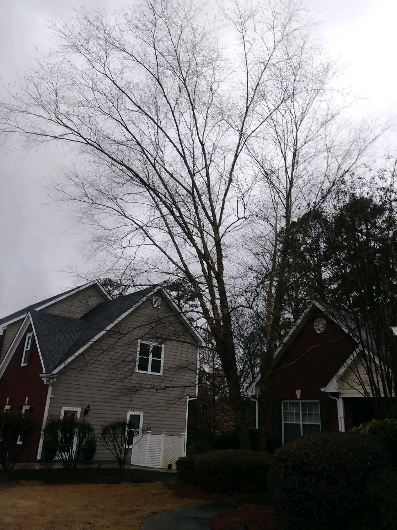 Houses with bare tree in front, cloudy sky.