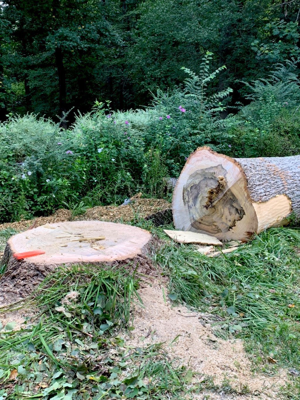 Tree stump and cut log in a grassy area with surrounding foliage.