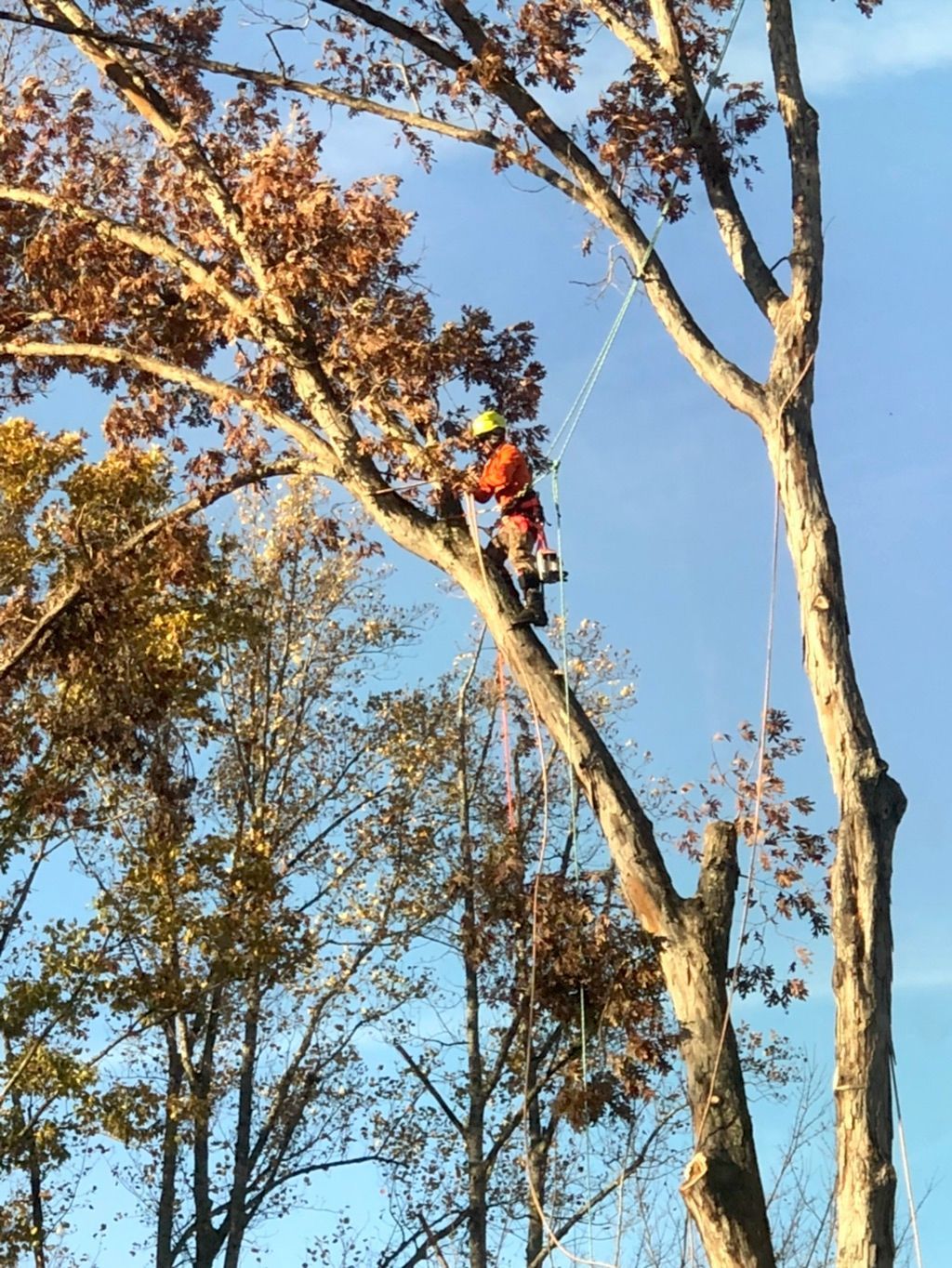 Arborist in orange suit, trimming a tall tree with ropes, against a blue sky, autumn leaves.