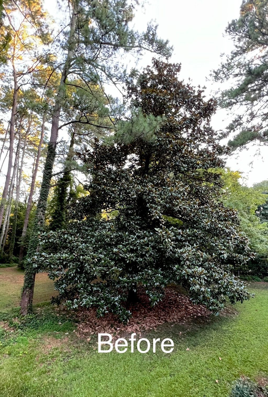 A large, dark green magnolia tree with a brown base stands on a lawn with other trees surrounding.