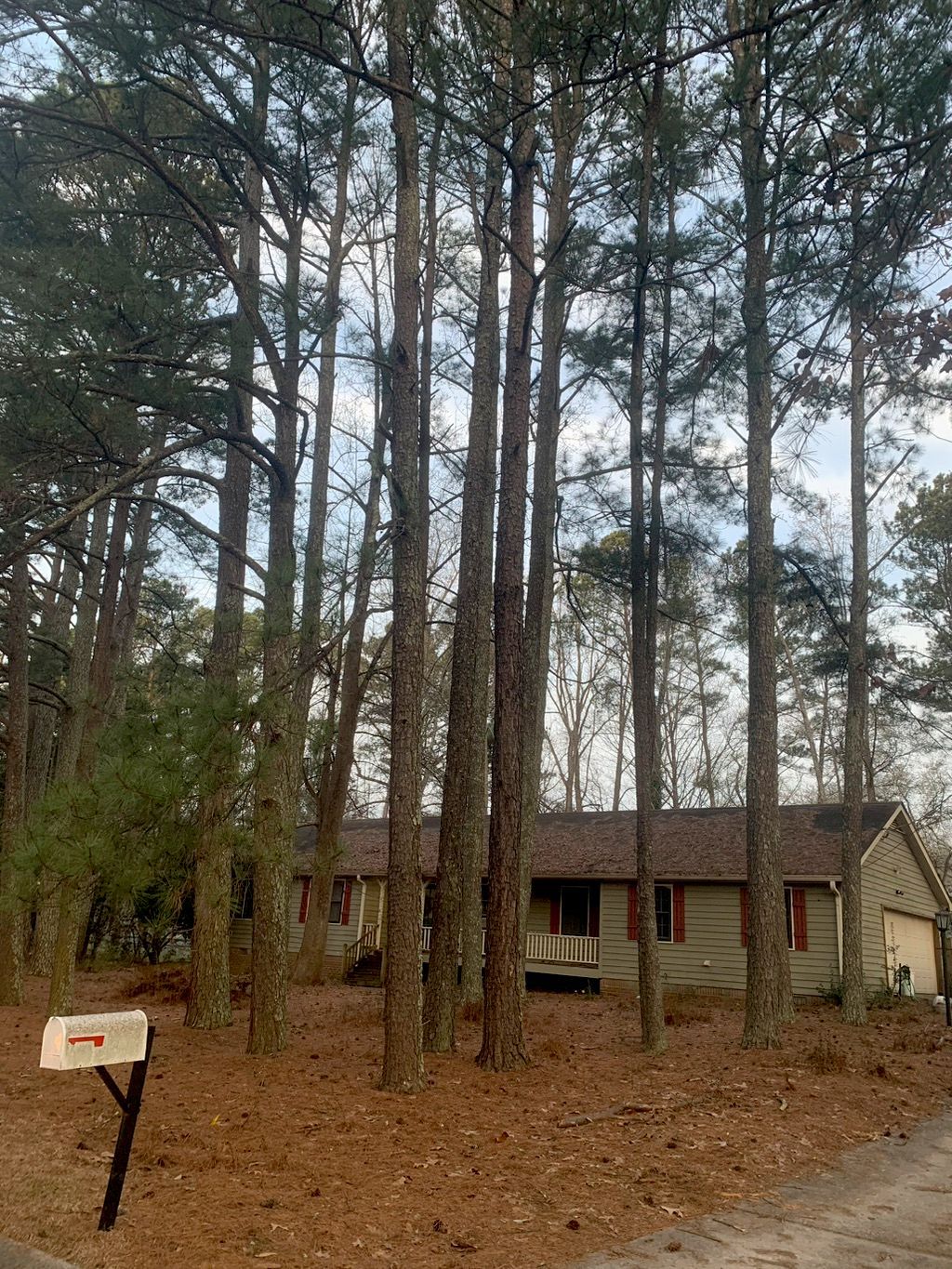 House partially obscured by tall pine trees; a mailbox is visible in the foreground.